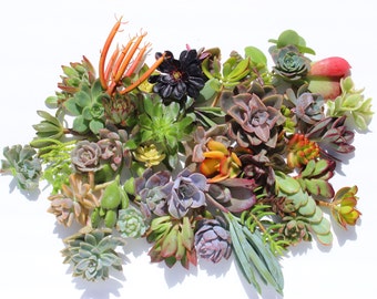 succulent clippings 20 succulent cuttings 20 different 1-5" large succulent clippings succulent kit succulent garden succulent starter kit