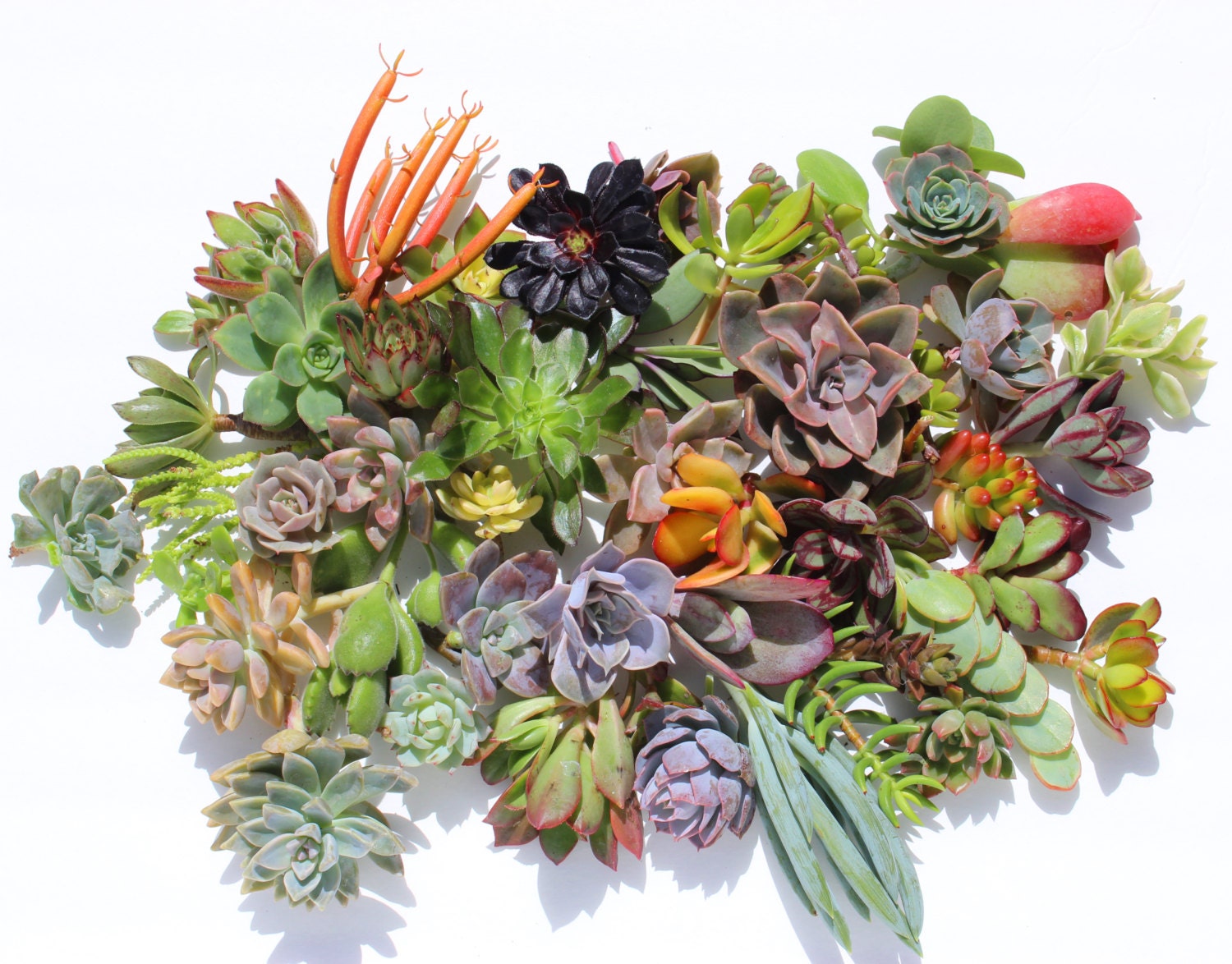 succulent clippings succulent clippings
