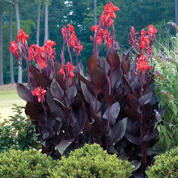 Canna Australia 4 Bulbs Dark purple to near by CaribbeanGarden