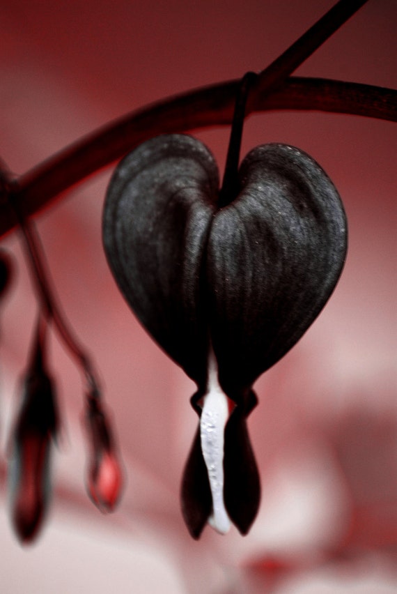 Bleeding Heart Seeds JETTUS BLACK Very Rare Shade