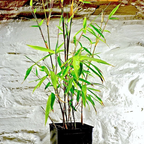 Bamboo Live Plant Fargesia mureliae aka Umbrella Bamboo