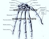 Anatomy of a Hand Digital Image, Vintage Hand Image, Downloadable Hand Image