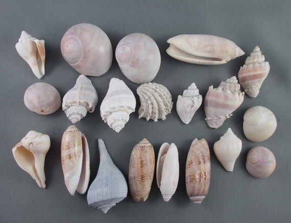 ON SALE Natural Sea Shells Small Sea Shell Lot Sea Shell