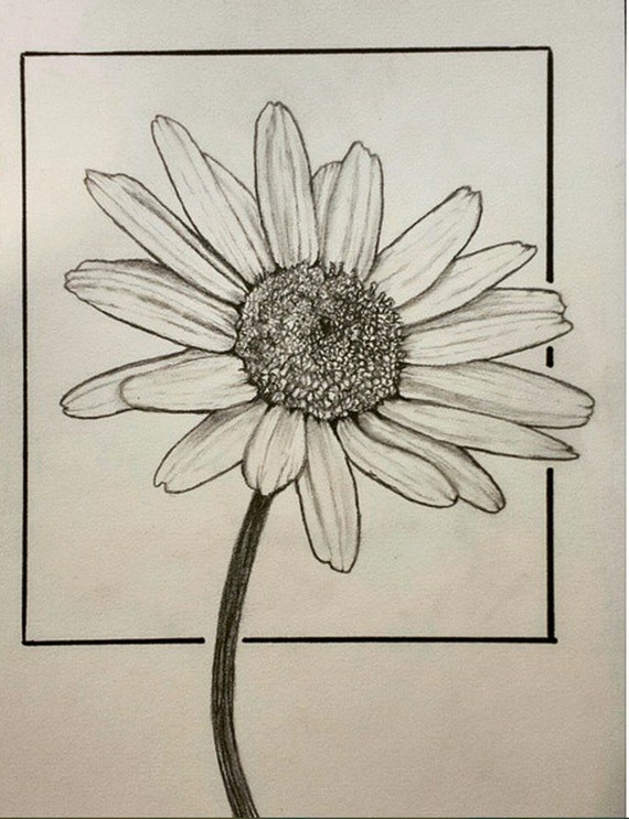 Original Daisy flower drawing 5.5x9 inches graphite and ink.