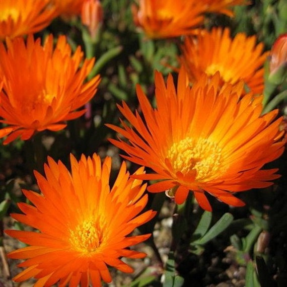 Ice Plant Orange Flower Seeds Dorotheanthus Bellidiformis