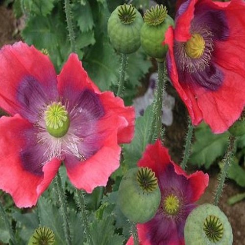 Poppy Hens and Chickens Flower Seeds Papaver Somniferum