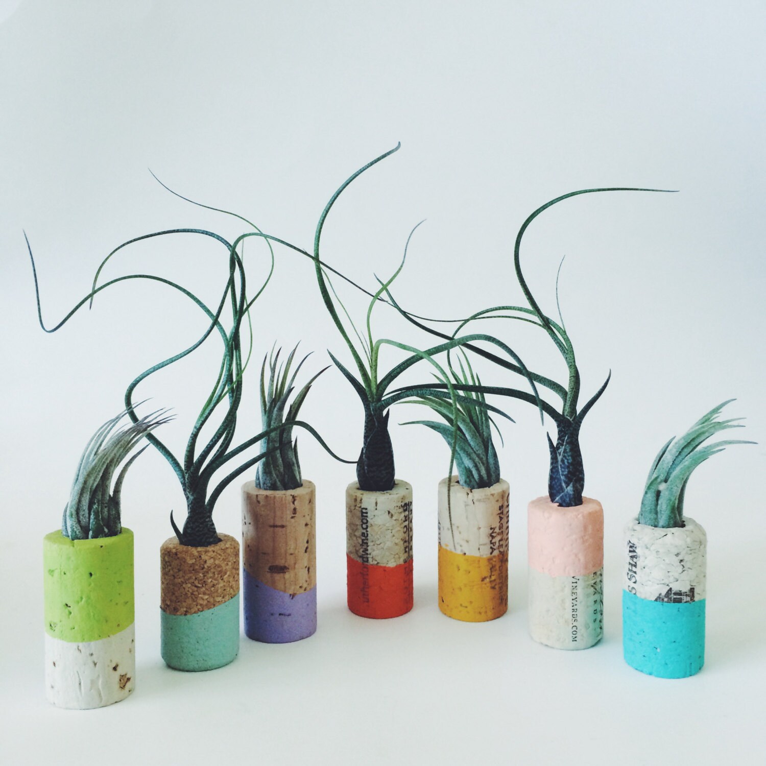 Cork with Air Plants Living Neodymium