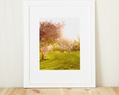 Spring Flowers, Romantic Art, Pink Flower Photography, Nature Photography, Spring Decor - Gleaming Glory