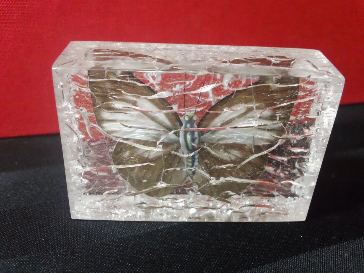 butterfly encased in glass