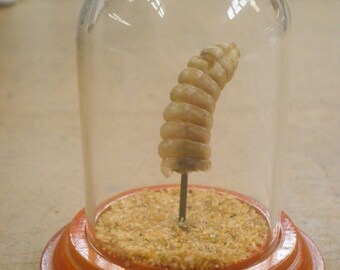 Taxidermy Rattlesnake tail in glass display dome