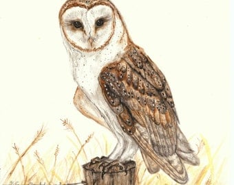 Barn Owl in Watercolor *Original* Painting