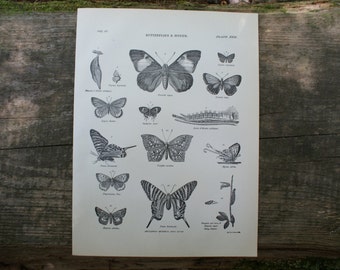 Butterfly print | Etsy