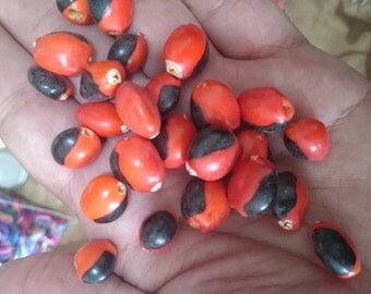 huayruro seed