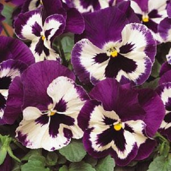 Pansy Seeds 50 Spring Matrix Purple And White NEW KIND
