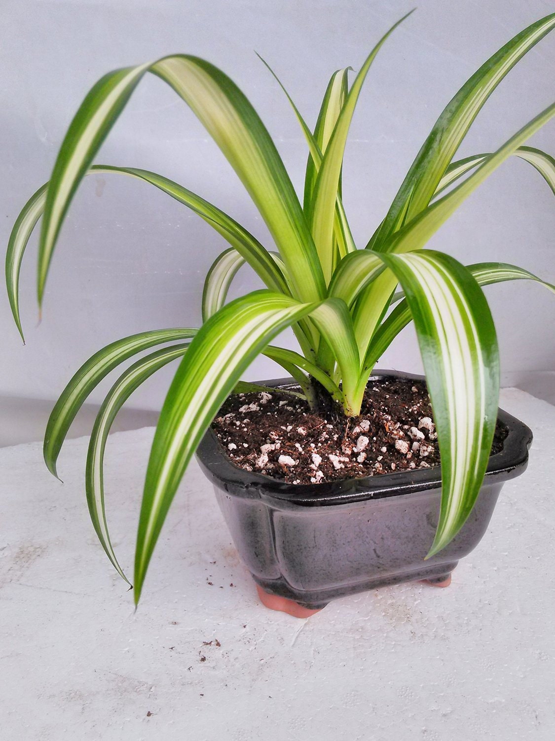 Spider plant pot Idea