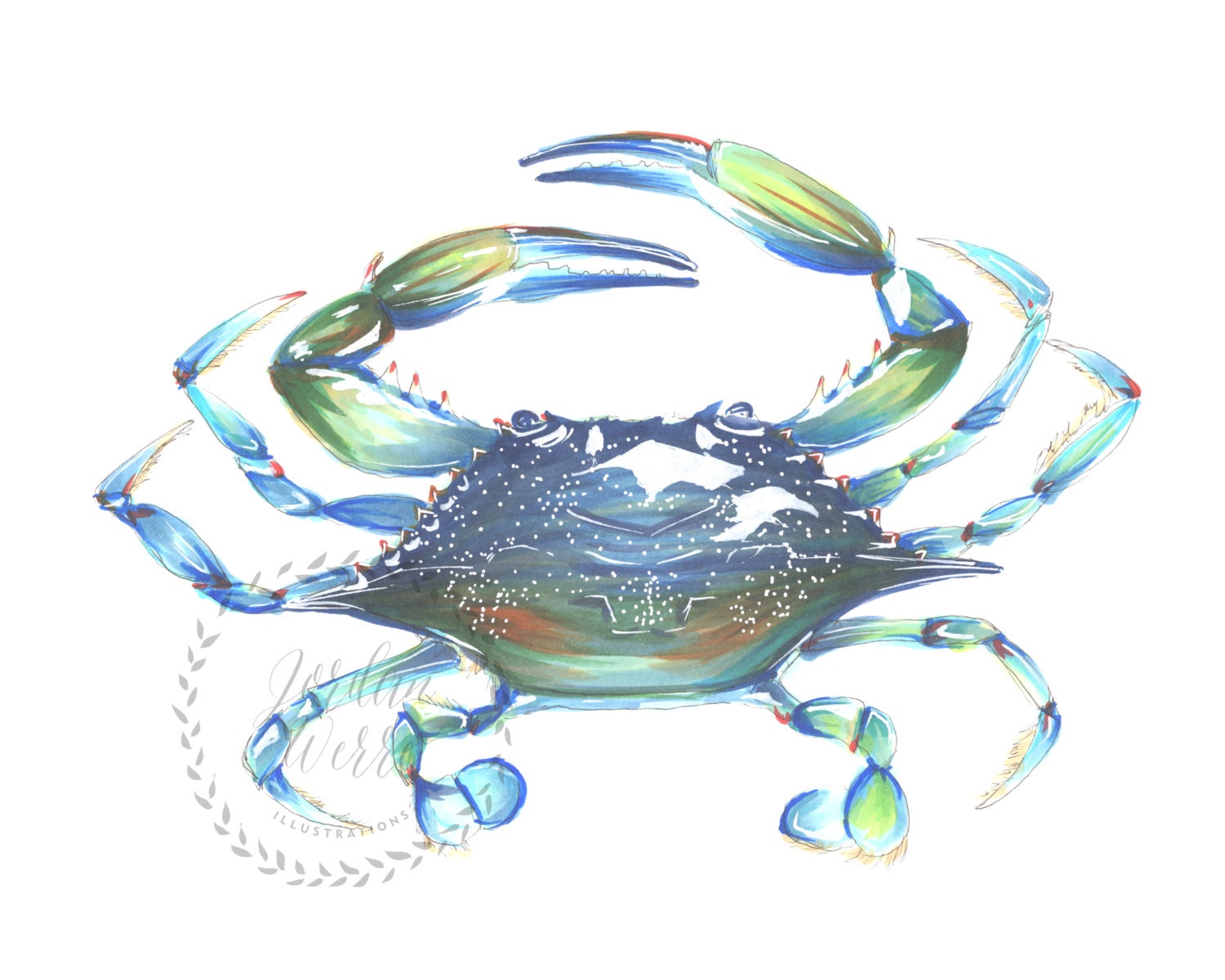 Maryland blue crab illustration print 8x10