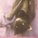 Batticia Black