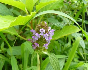 50 Organic Self Heal Seeds - Heal All - Prunella Vulgaris - Medicinal Herb - Beyond Organic - Open Pollinated - Non GMO