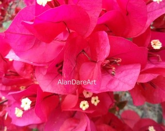 Scarlet Ohara bouganvilla, flower photograph, print, wall art, fine art