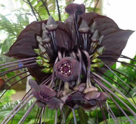 Tacca chantrieri| Bat Flower|Cats Whiskers|Devil Flower 20_Seeds