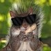 Blind Squirrel Trading