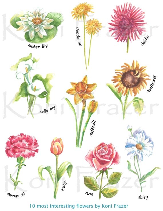 Watercolor Clip Art / watercolor flowers / Digital download