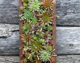 Succulent Wall Art succulent wall art | etsy Succulent Wall Art succulent wall art | etsy