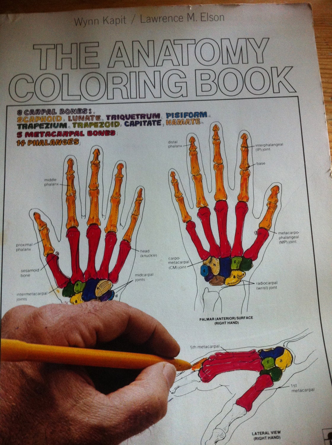 1977 The Anatomy Coloring book paperback by DickandJanesbooks