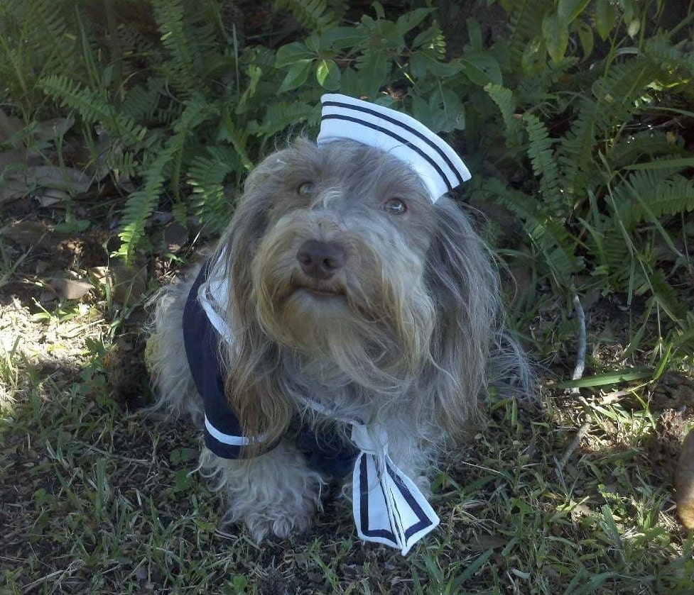 Costume Mini Sailor Hat / Dog Sailor Hat