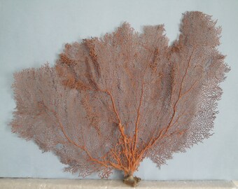Pacifigorgia Red Color Large Sea Fan 21" x 14" Seashells Reef Coral