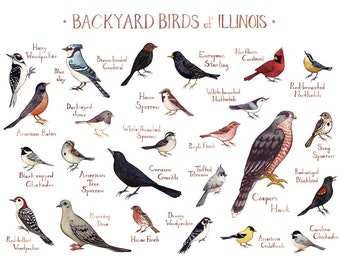 Illinois Backyard Birds Field Guide Art Print / Watercolor Painting / Wall Art / Nature Print / Bird Poster