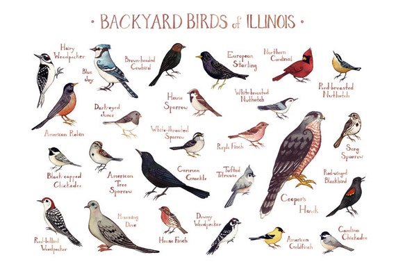 illinois-backyard-birds-field-guide-art-print-watercolor