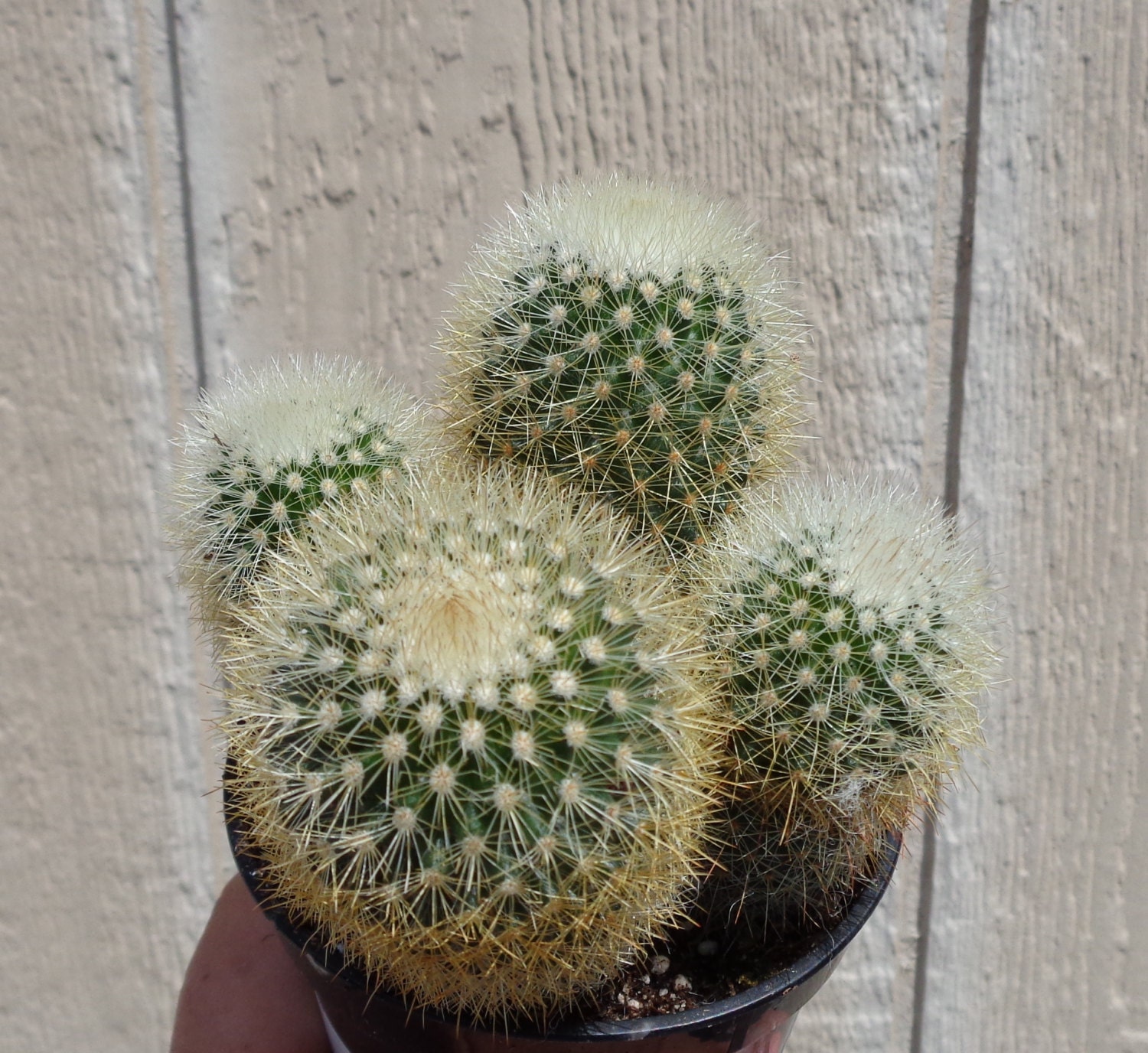 Bristle Brush Cactus ClusterMammillaria Pilcayensis