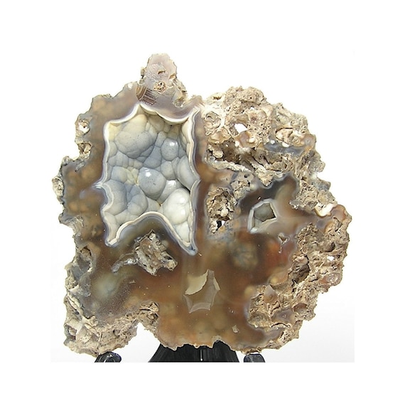 Tampa Bay Fossil Agatized Coral Polished Geode Stone Powder