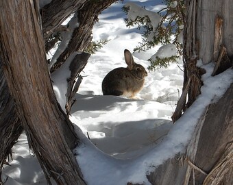 Rabbit In Snow,Bunny Rabbit,Animal,Rabbit,Bunny,Wildlife,Nature,Print,Photography,Canvas Art