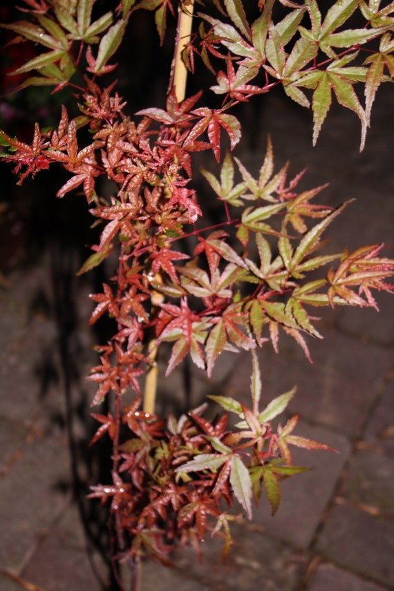 Live BENI KOMACHI Japanese Maple Tree Acer by TheMapleTreeLady