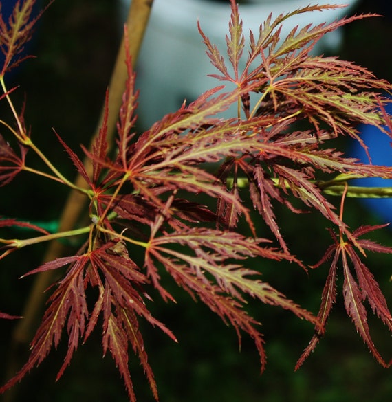 ORNATUM Japanese Maple Tree High Graft Acer by TheMapleTreeLady