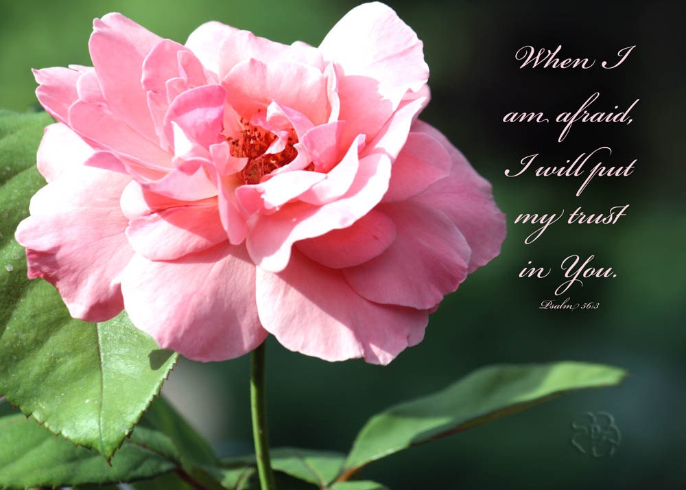 Bible Verse Art Pink Rose Photo with Psalm 56 3 Christian