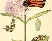 Vintage Reproducton Print Beecroft Butterflies Monarch Butterfly A4 Natural History Entomology