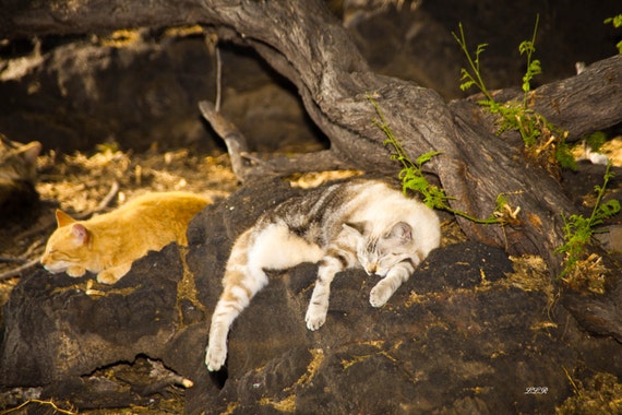 Kona Hawaii Feral Cats by the ocean Photography Art by LLRomine