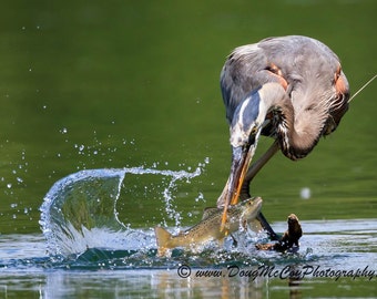Great Blue Heron #3578