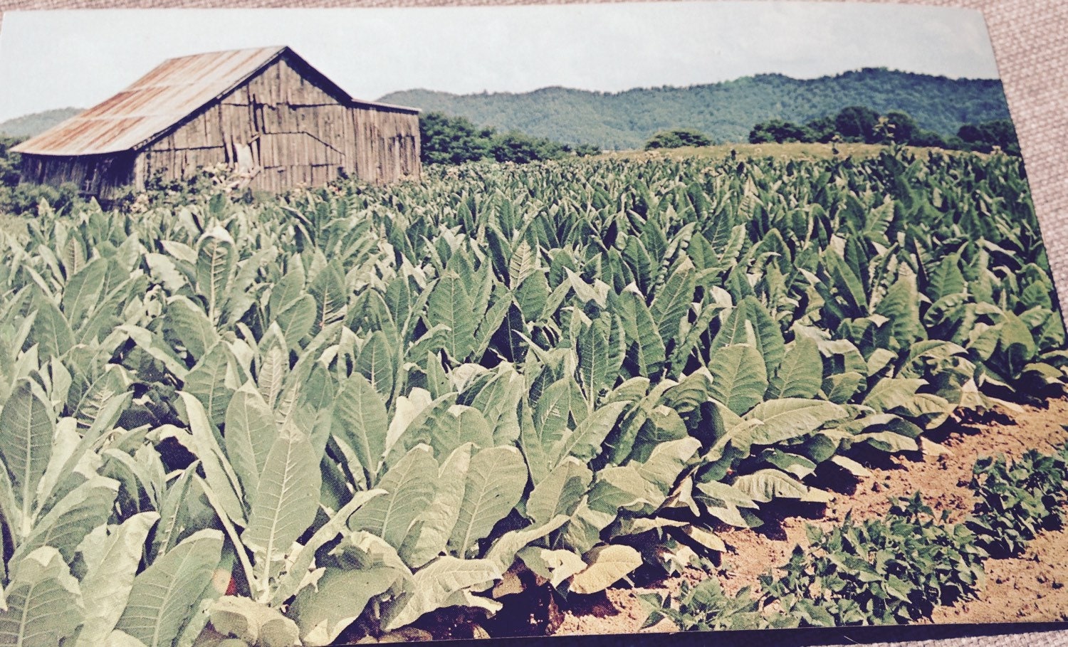 Tobacco Farm In Kentucky Post Card