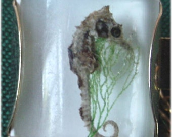 Sweater Guard with Seahorse Clasps