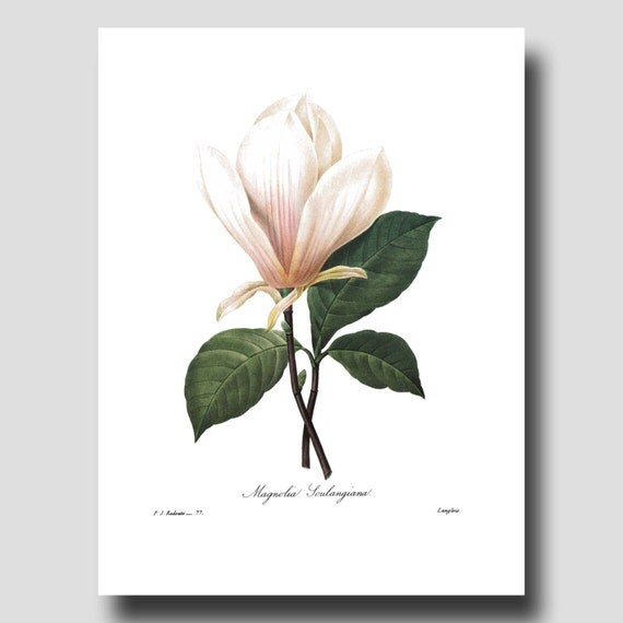 White Magnolia Flower Paintings White Magnolia Flower Paintings