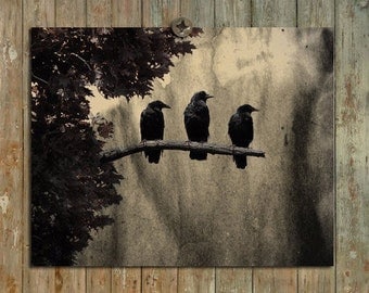 Ravens Photograph, Three Crows, Nature Art, Vintage Style, Aged Colors, Grunged - Three Like Minded Ravens
