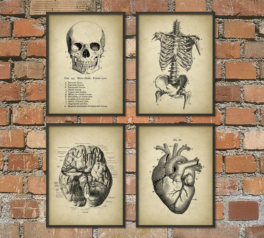 Human Anatomy Wall Art Poster Set of 4 Antique Anatomy