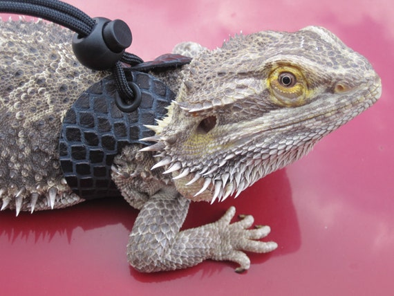 Large Leather Lizard Leash/Reptile Harness Black by ...