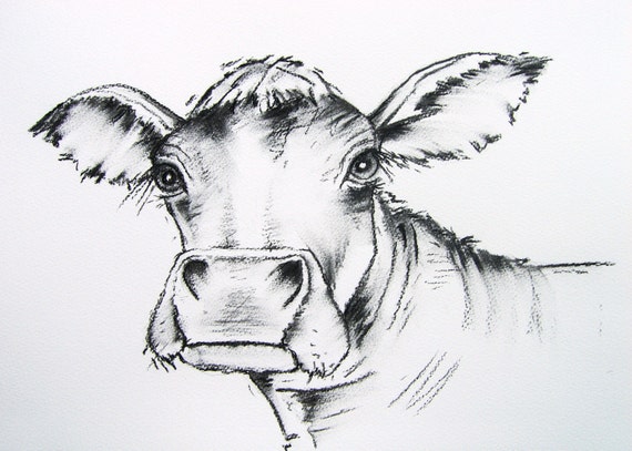 Large A3 COW Charcoal Original Art Drawing by Maria Moss by Vivaci