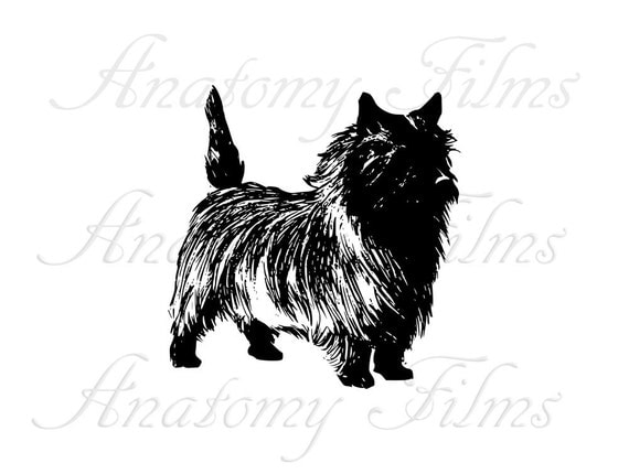 Akc coupon code