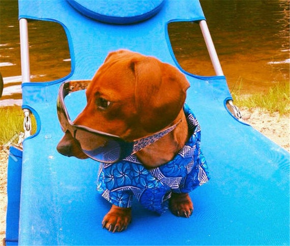 Image result for daschund in sunglasses in hawaiin shirts